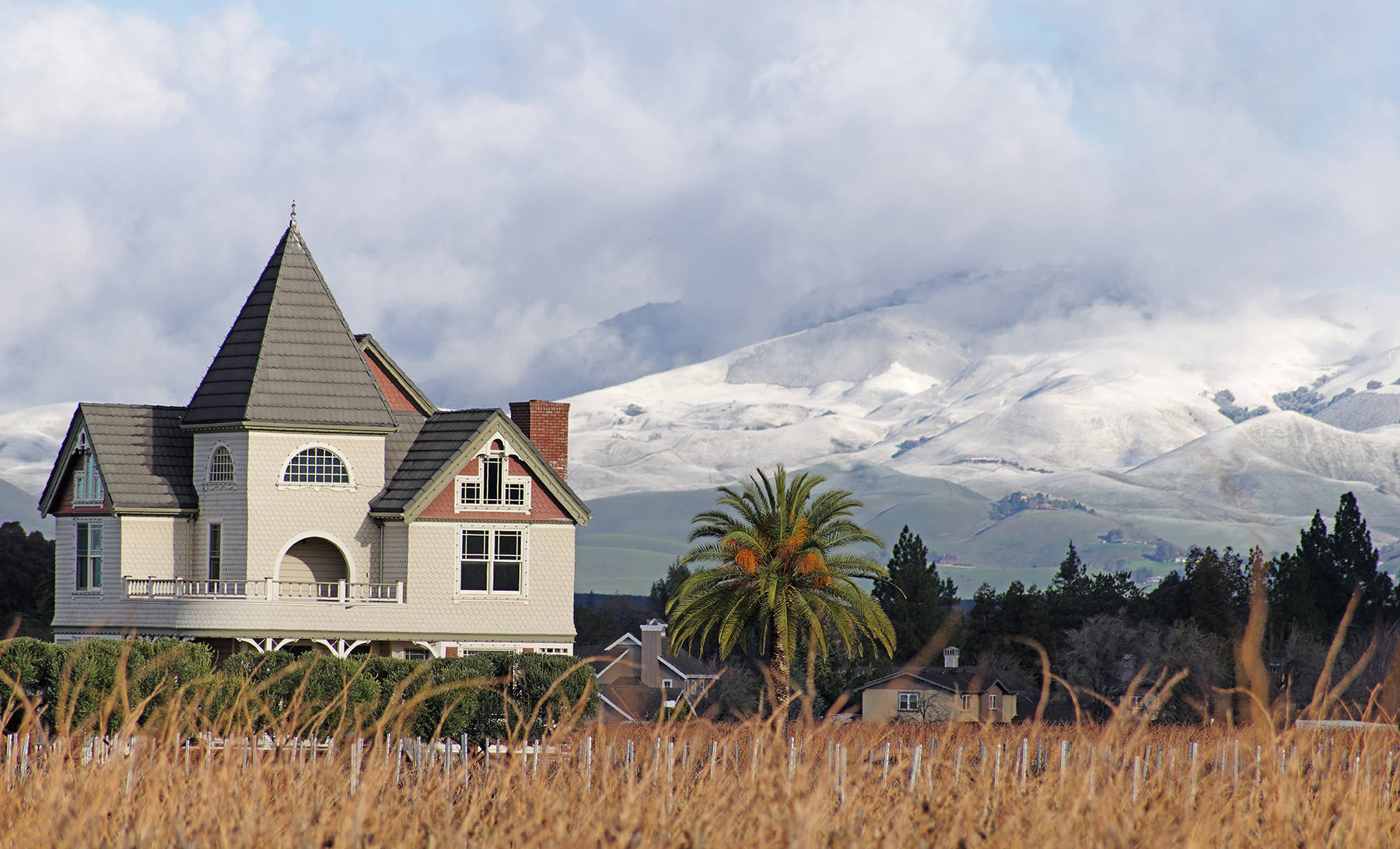 Snow and Palm