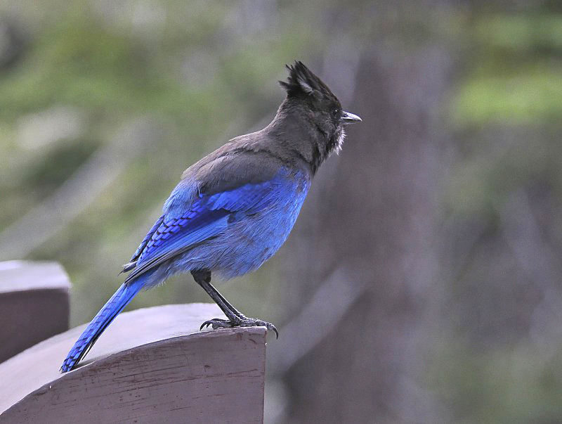 Stellers Jay from Glacier Point Yosemite, CA