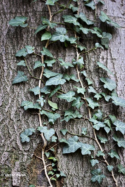 Klimop - Hedera helix .JPG
