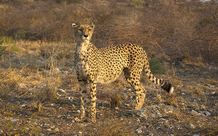 South African Cheetah