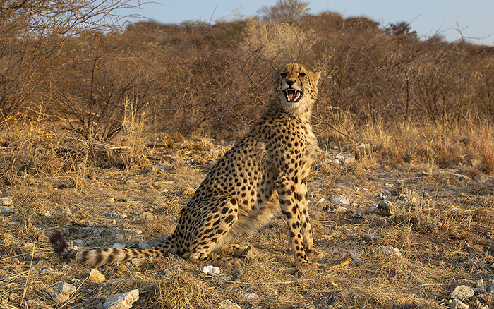 South African Cheetah