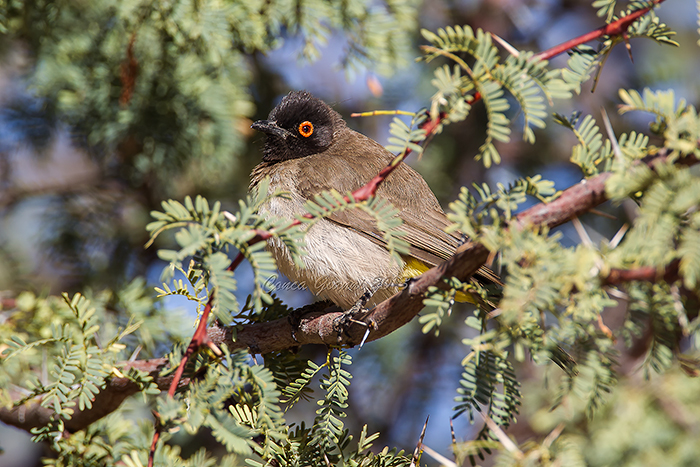 African Red-eyed Bulbul