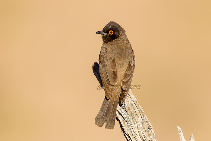 African Red-eyed Bulbul