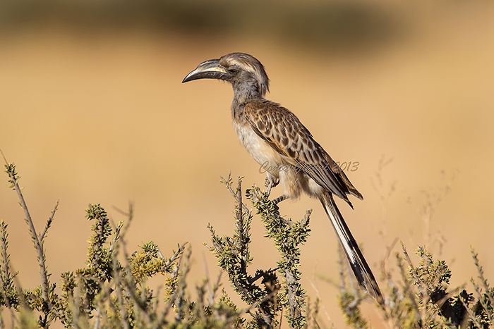 African Grey Hornbill