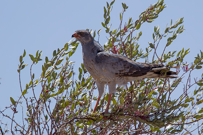 Pale Chanting Goshawk