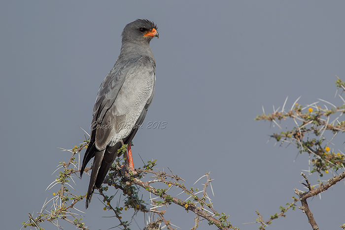 Pale Chanting Goshawk
