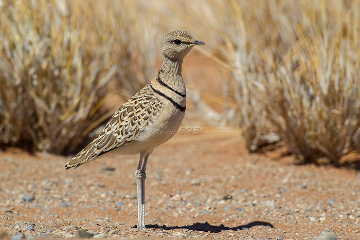Double-banded Courser