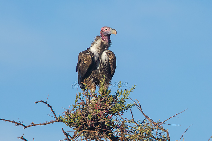 Lappet-faced Vulture