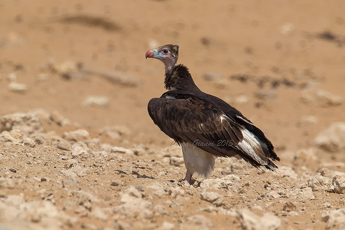 White-headed Vulture (juv.)