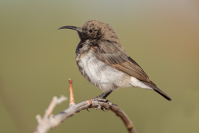Dusky Sunbird (f.)