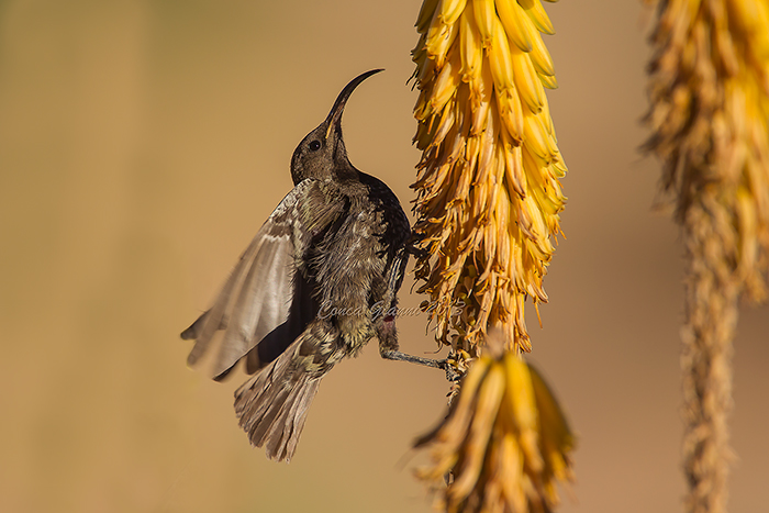 Dusky Sunbird (f.)