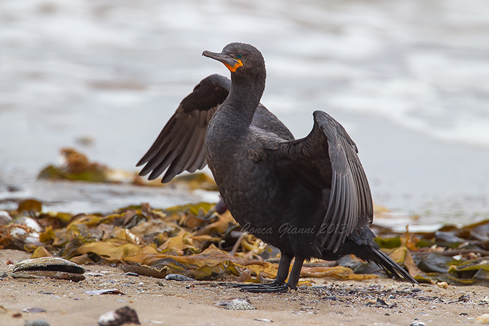 Cape Cormorant