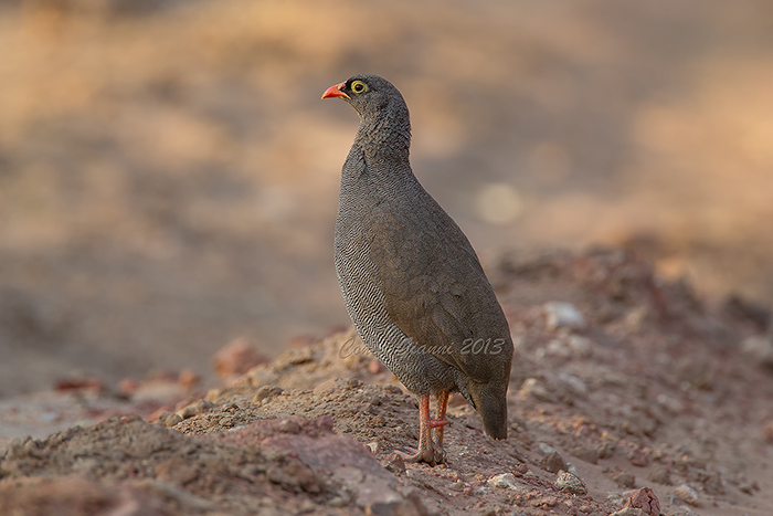 Red-billed Spurfowl