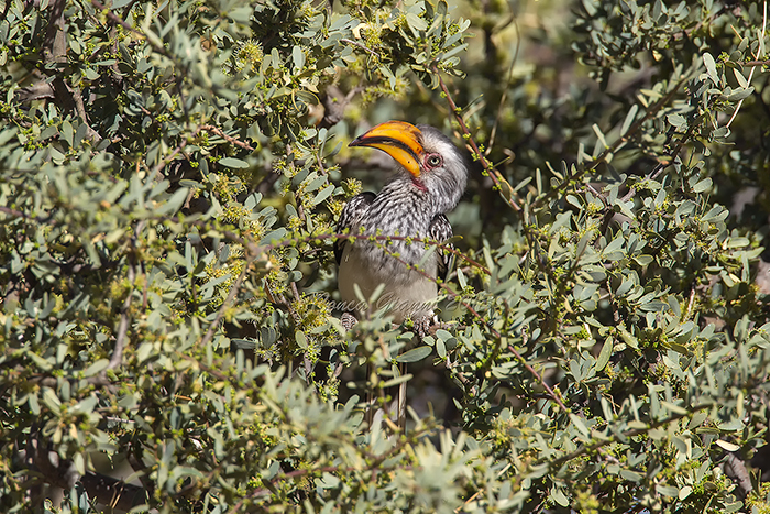 Southern Yellow-billed Hornbill