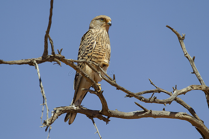 Greater Kestrel