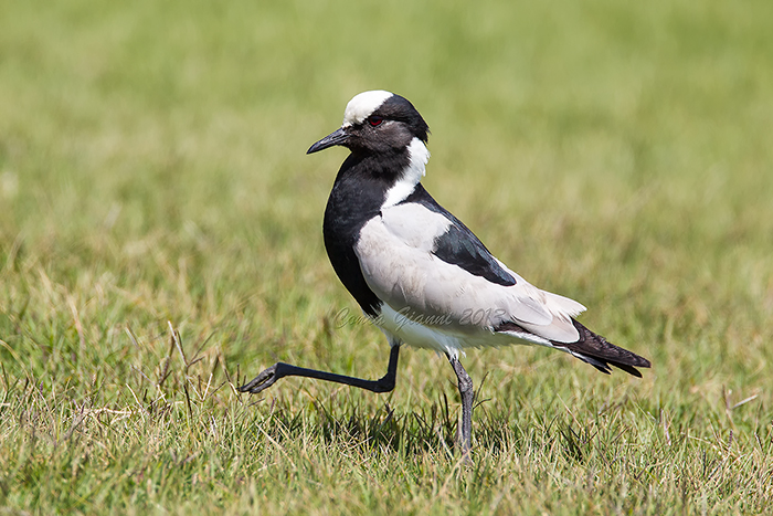 Blacksmith Lapwing