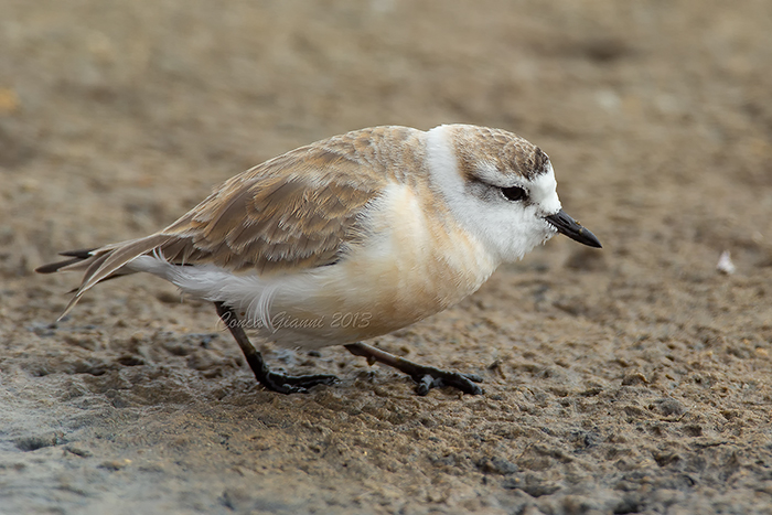 White-fronted Plover