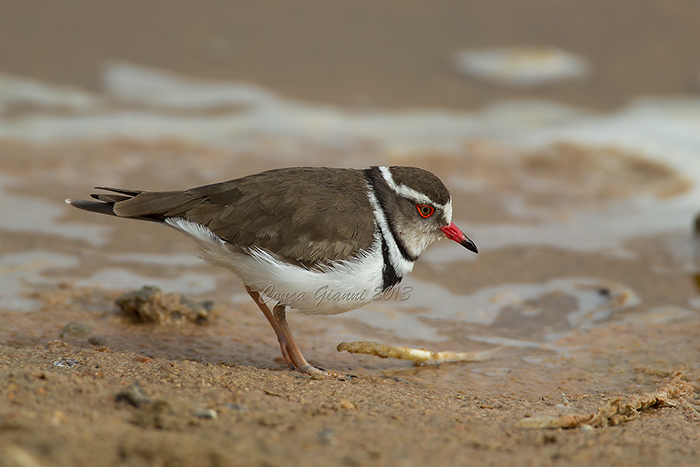 Three-banded Plover