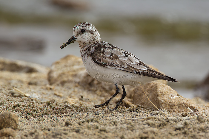 Sanderling