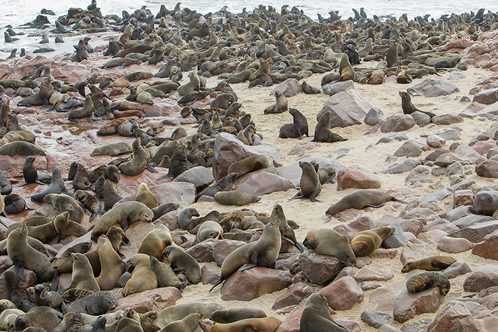 Cape Fur-seals 