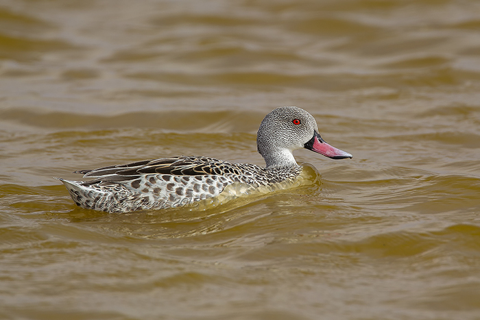 Cape Teal