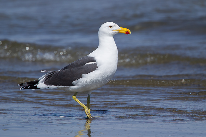 Cape Gull