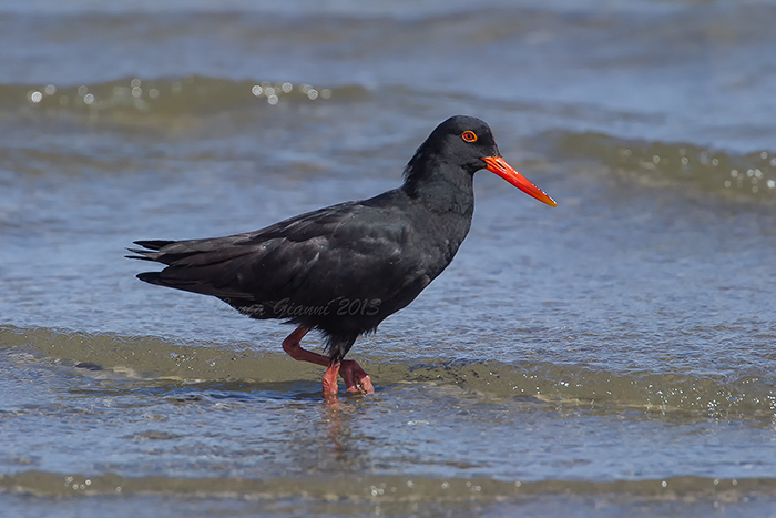 African Oystercatcher