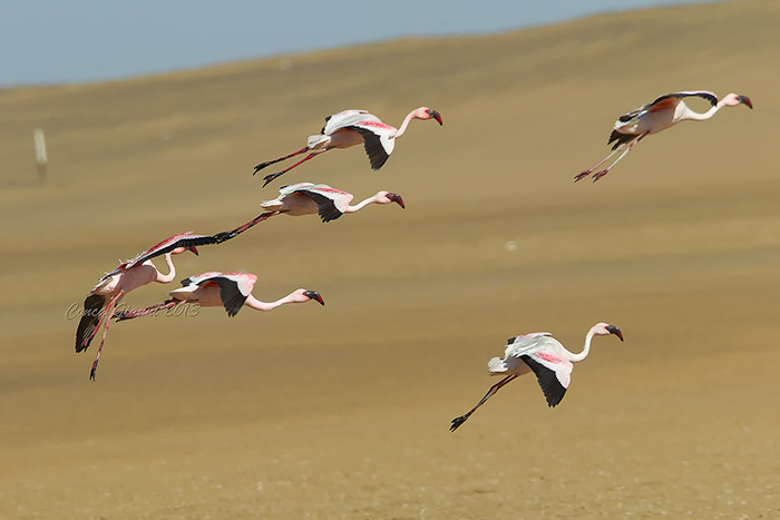 Lesser Flamingo
