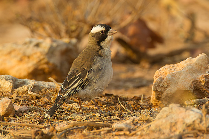 White-browed Sparrow-Weaver