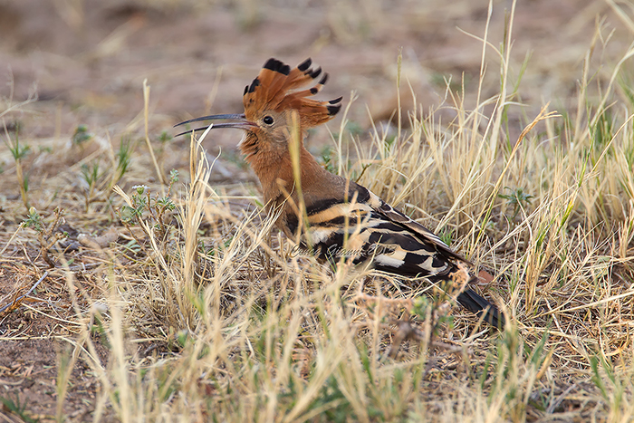 African Hopooe