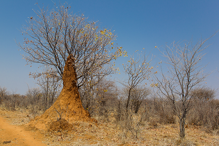 Termites mound
