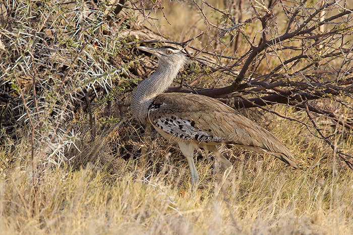 Kori Bustard (m.)