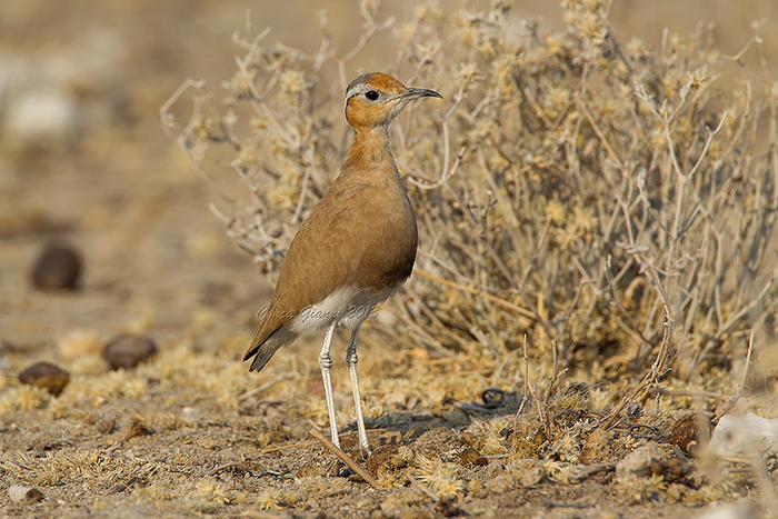 Temminck Courser