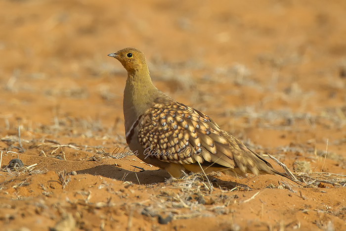 Namaqua Sandgrouse (m.)