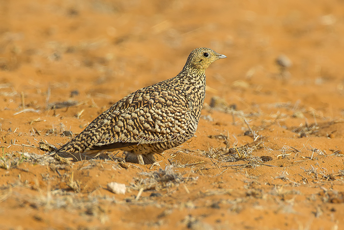 Namaqua Sandgrouse       (f.) 