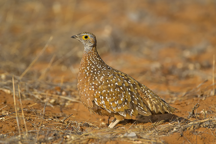 Burchell's Sandgrouse