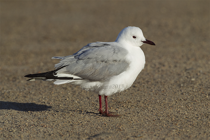 Hartlaub's Gull