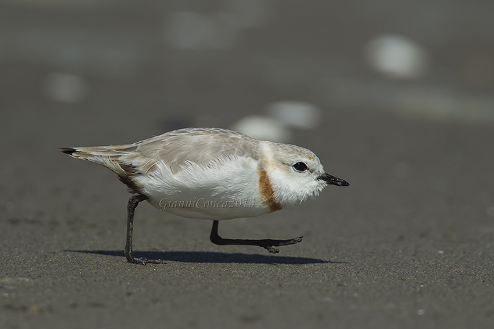 Chestnut-banded Plover