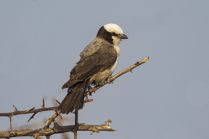 Southern White-crowned Shrike