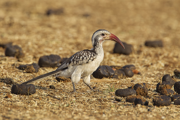 Northern Red-billed Hornbill