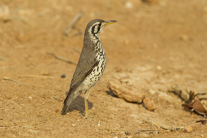 Groundscraper Thrush