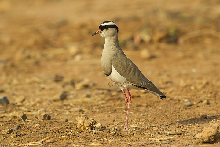 Crowned Lapwing