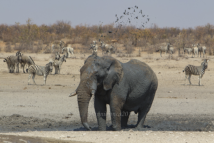 African Elephant