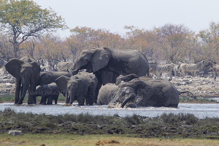 African Elephant
