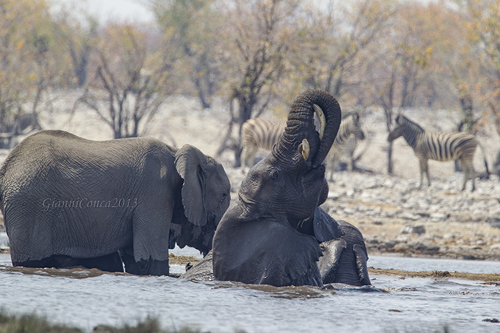 African Elephant