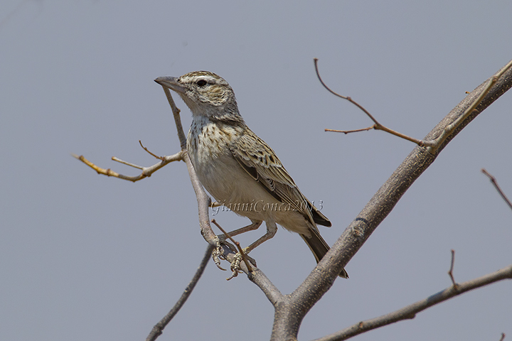 Dusky Lark