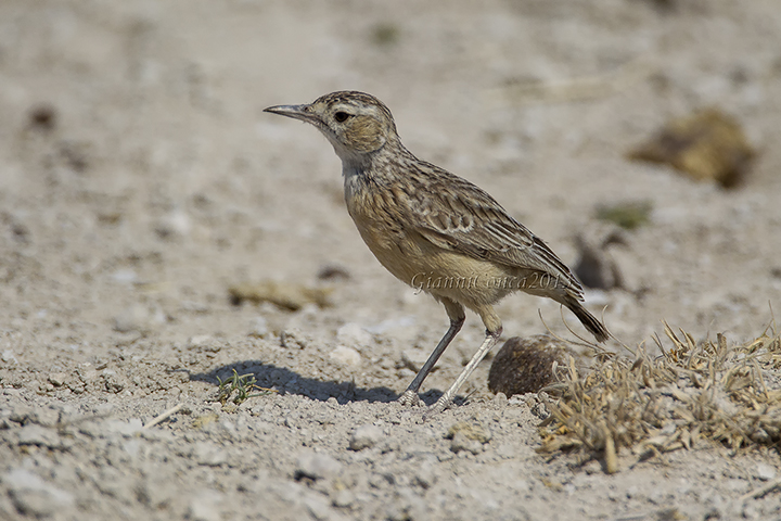 Spike-heeled Lark