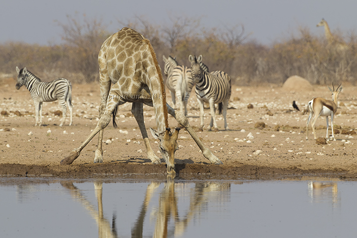 Giraffe