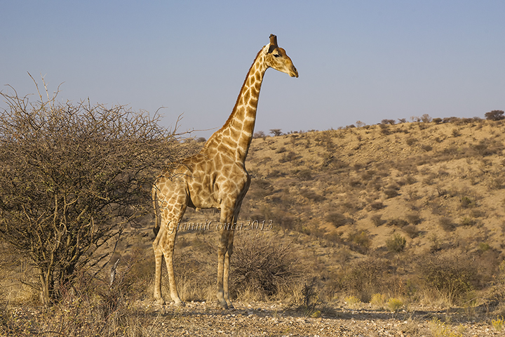 Giraffe