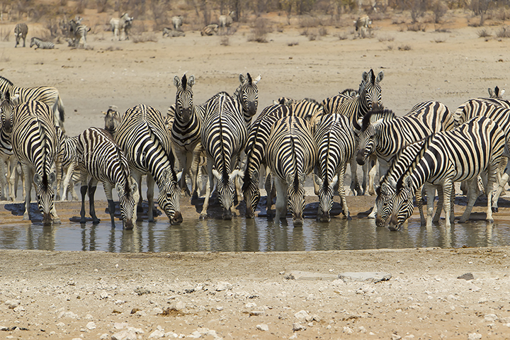 Plains Zebra 